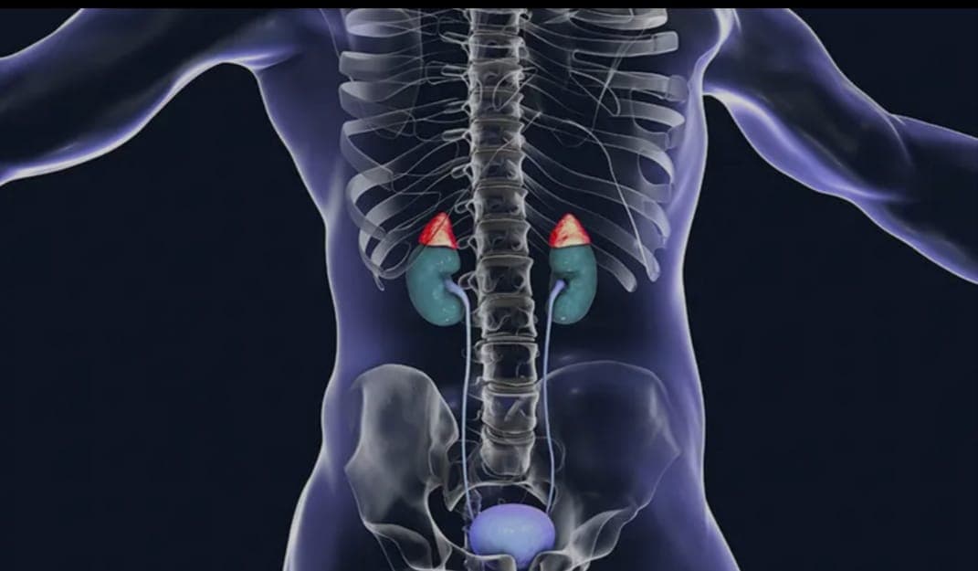 Doenças de Glândulas Adrenais